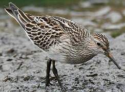 Pectoral Sandpiper