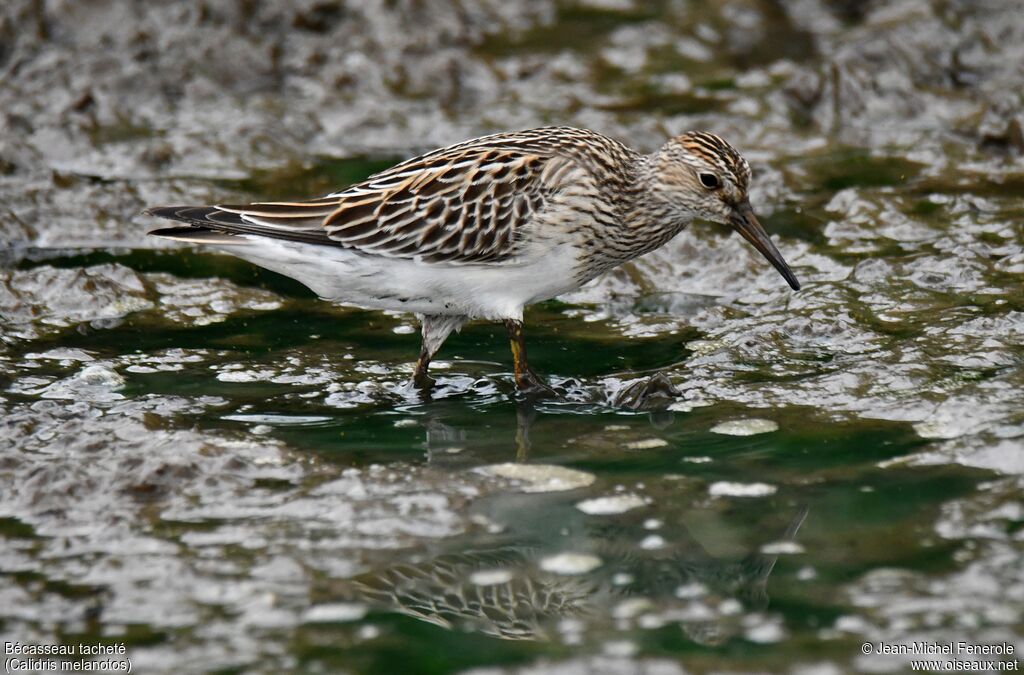 Pectoral Sandpiper