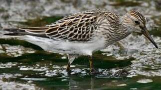 Pectoral Sandpiper