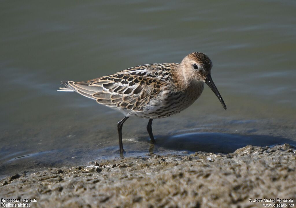 Dunlin
