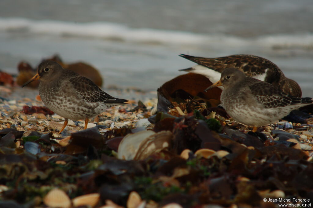 Purple Sandpiper