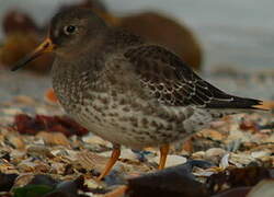 Purple Sandpiper