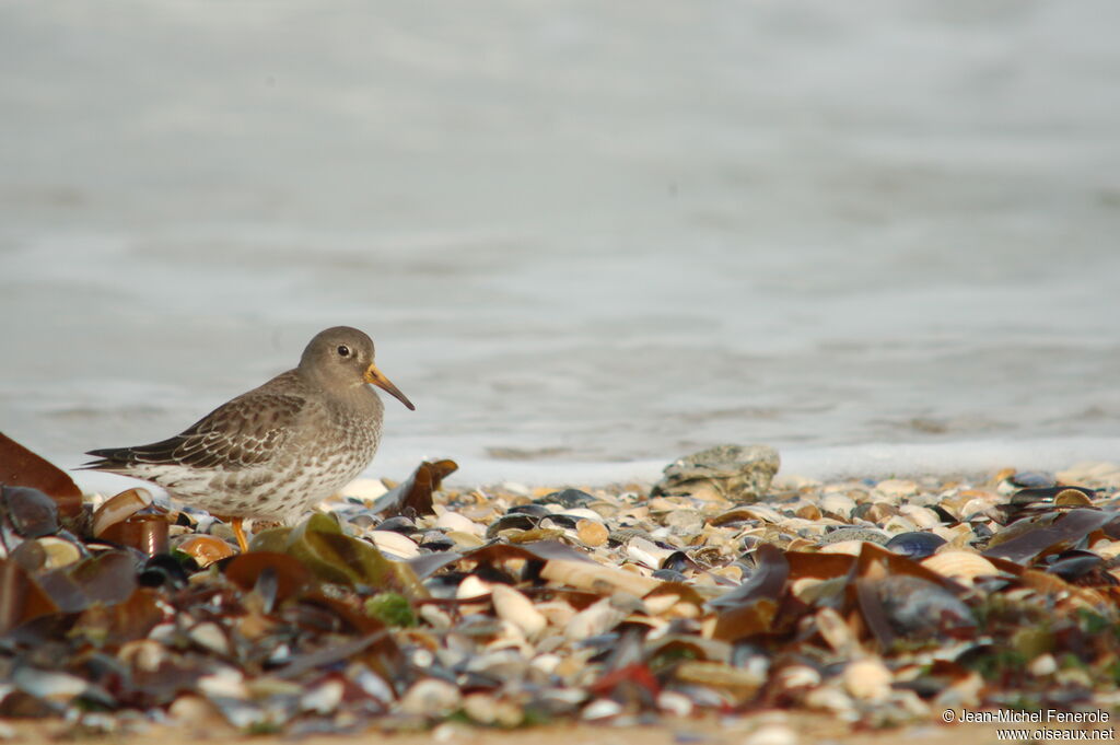 Purple Sandpiper