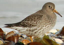 Purple Sandpiper