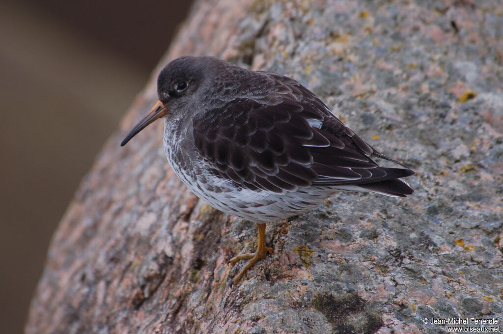 Purple Sandpiperadult