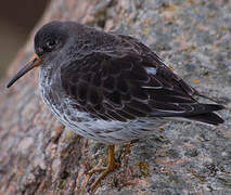 Purple Sandpiper