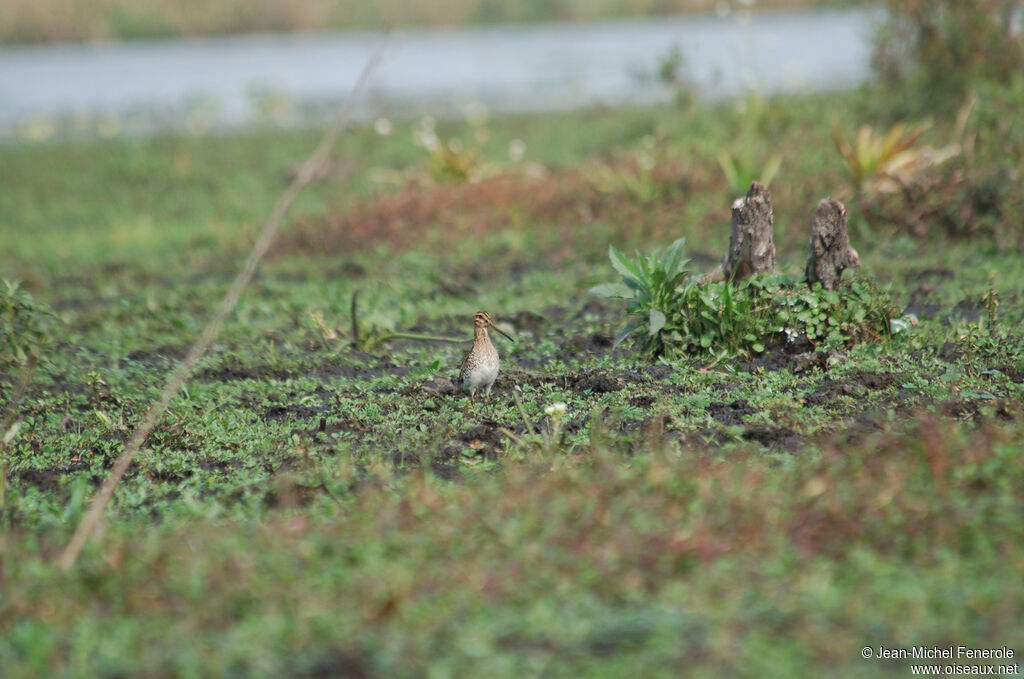 South American Snipe