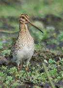 South American Snipe