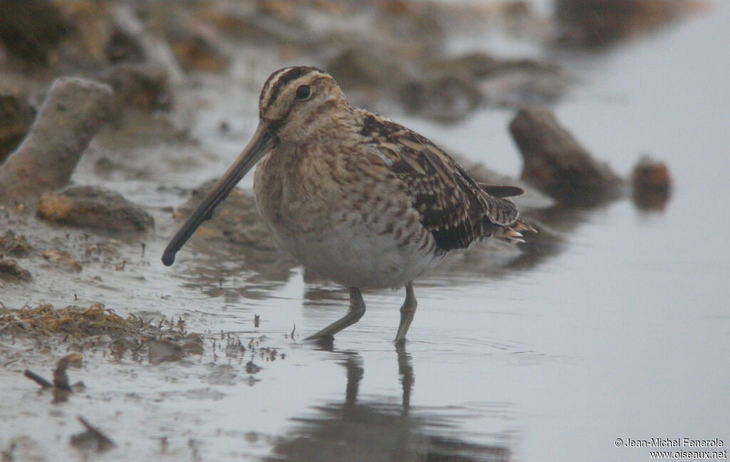 Common Snipe