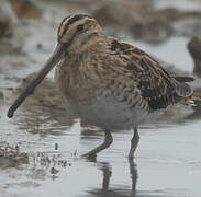 Common Snipe