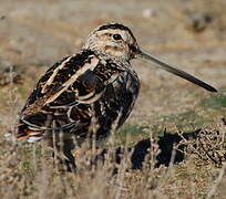 Common Snipe