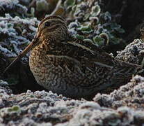 Puna Snipe