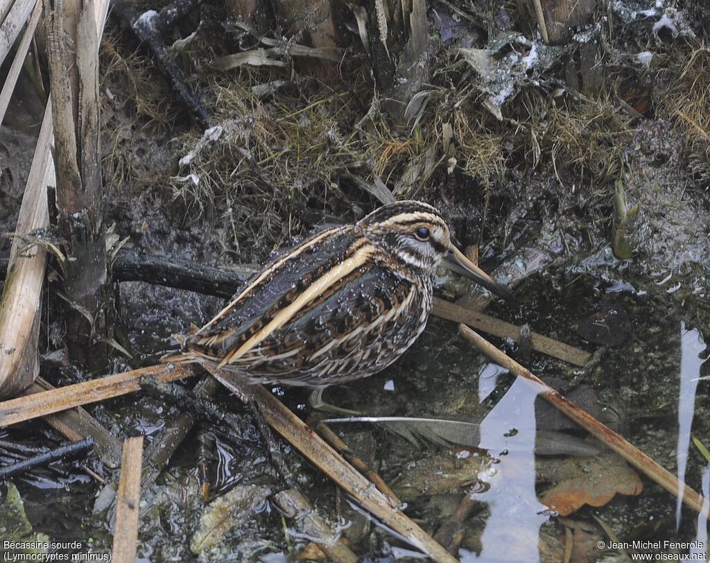 Bécassine sourdeadulte, camouflage