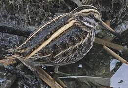 Jack Snipe