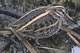 Jack Snipe