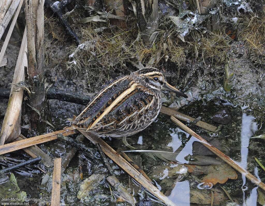 Jack Snipeadult, habitat, aspect, camouflage, Behaviour