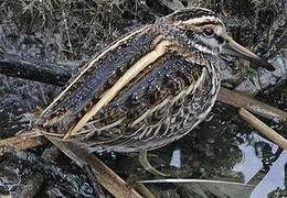 Jack Snipe