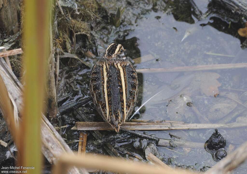 Bécassine sourde, habitat, camouflage, Comportement