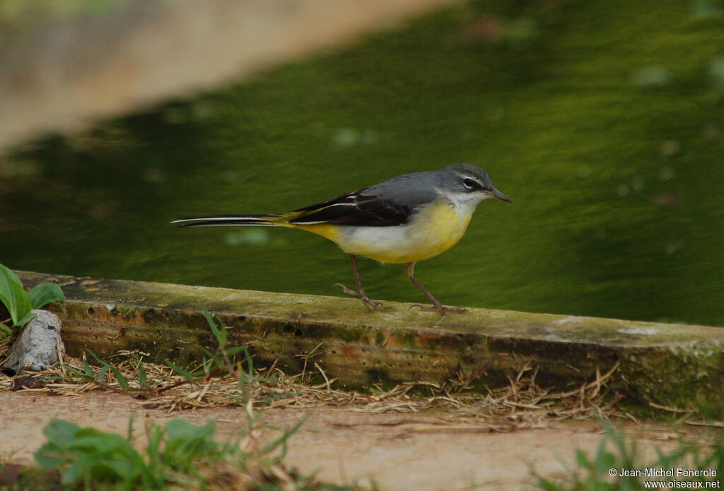 Grey Wagtailadult