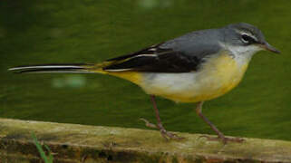 Grey Wagtail