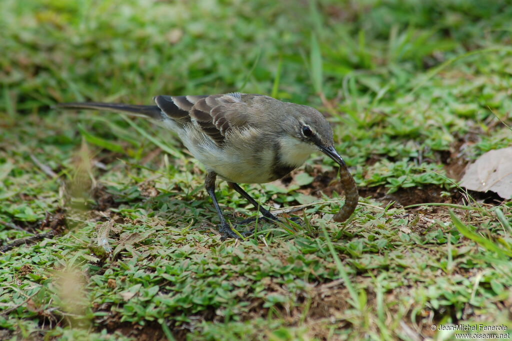 Cape Wagtailadult