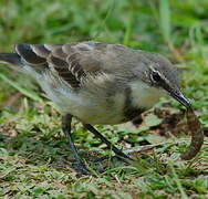 Cape Wagtail