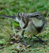 Cape Wagtail