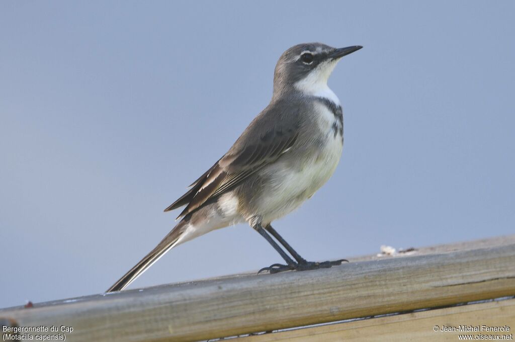 Bergeronnette du Cap