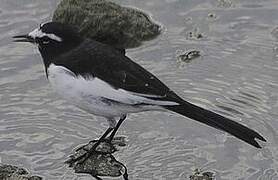 Japanese Wagtail