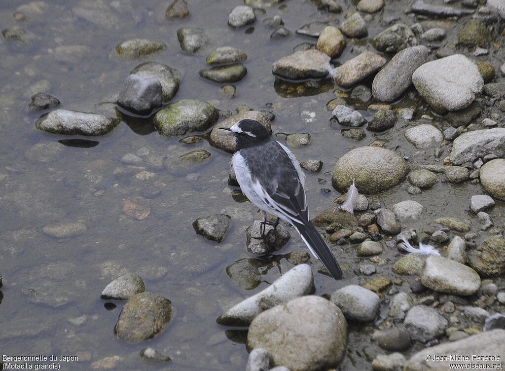 Japanese Wagtail