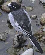 Japanese Wagtail