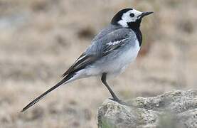 White Wagtail