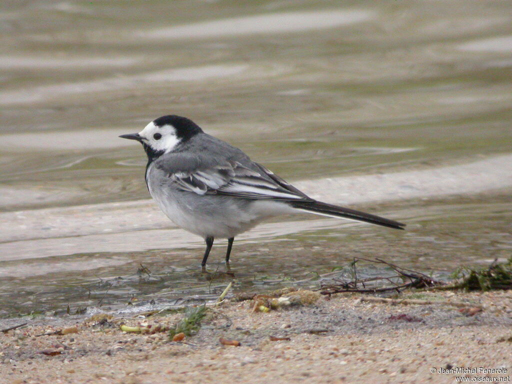 White Wagtail