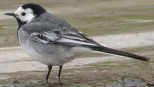 White Wagtail