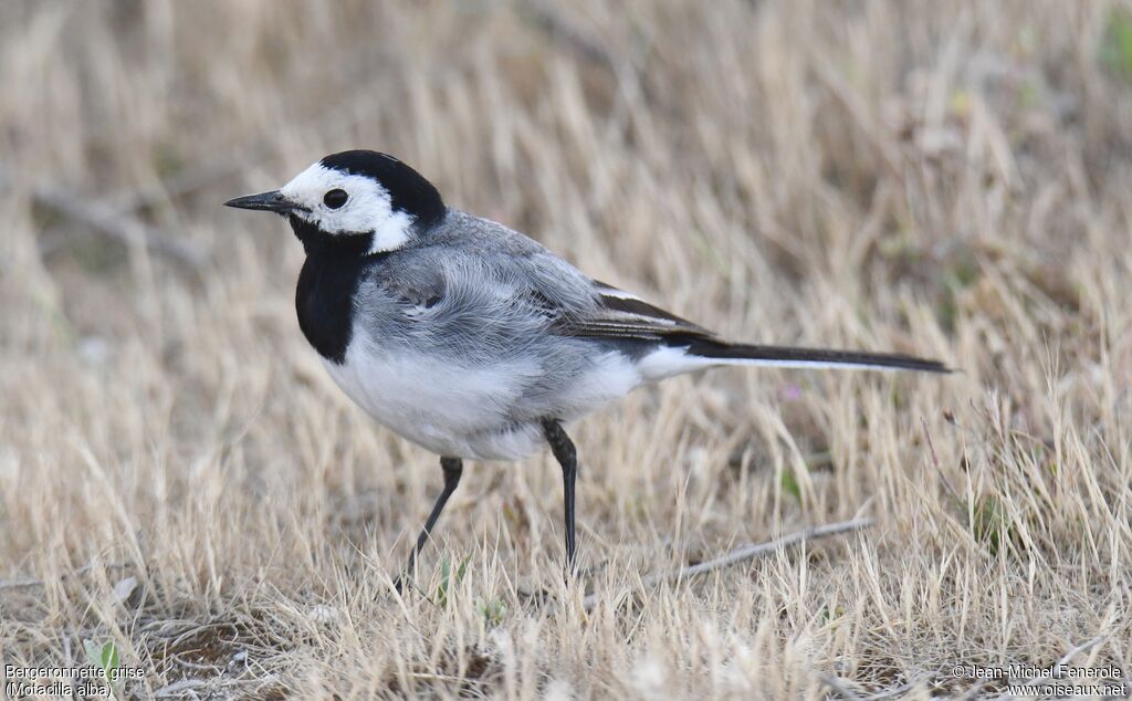 White Wagtail