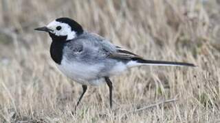 White Wagtail