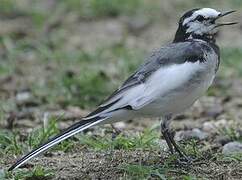 White Wagtail (lugens)