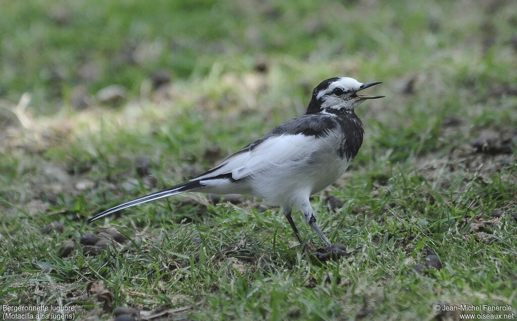 White Wagtail (lugens)