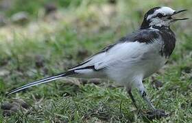 White Wagtail (lugens)