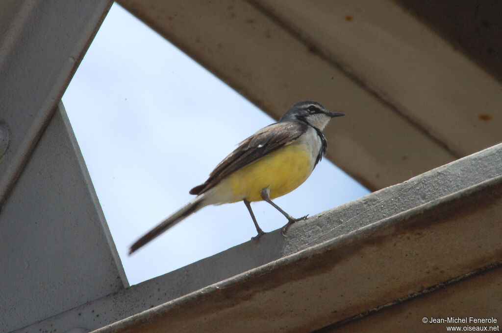 Madagascar Wagtailadult