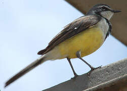 Madagascar Wagtail