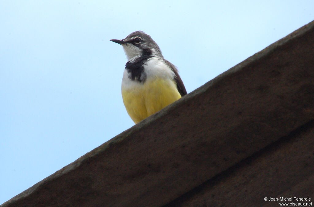 Madagascar Wagtailadult