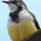 Bergeronnette malgache