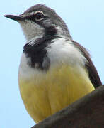 Madagascan Wagtail