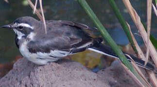 African Pied Wagtail