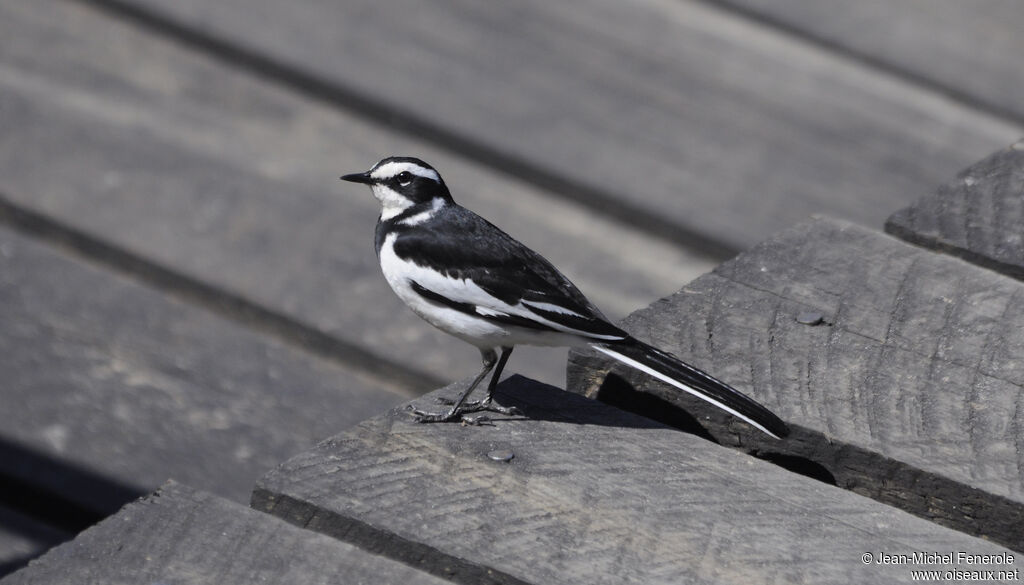 African Pied Wagtail