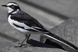 African Pied Wagtail