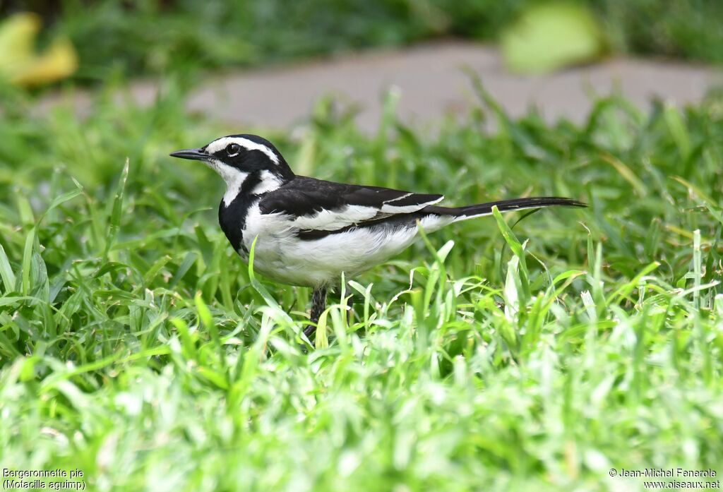 African Pied Wagtail