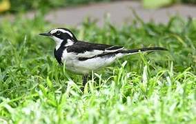 African Pied Wagtail