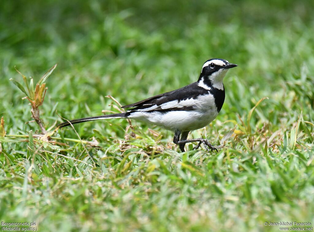 African Pied Wagtail